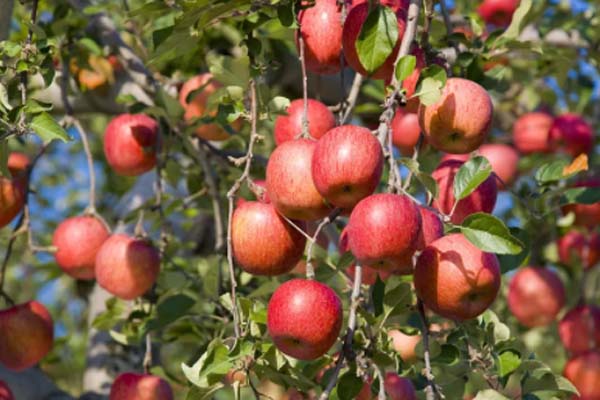 预防前列腺炎的食物苹果